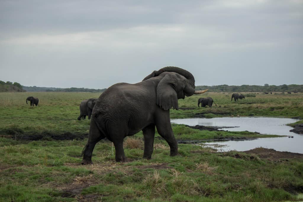 African Savannah Elephant @ Tembe Elephant Park. Photo: Håvard