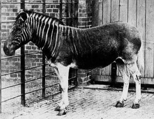 A quagga in London Zoo, and the only individual to ever be photographed