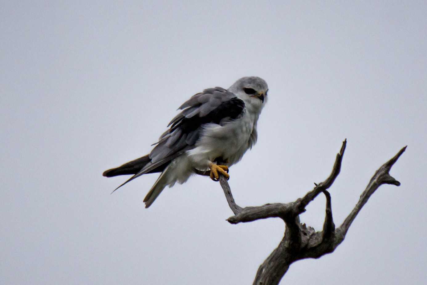 Black-winged Kite - Wildlife Vagabond