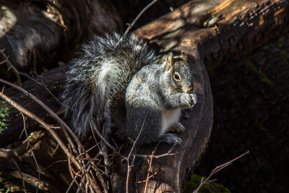 Arizona Gray Squirrel - Wildlife Vagabond