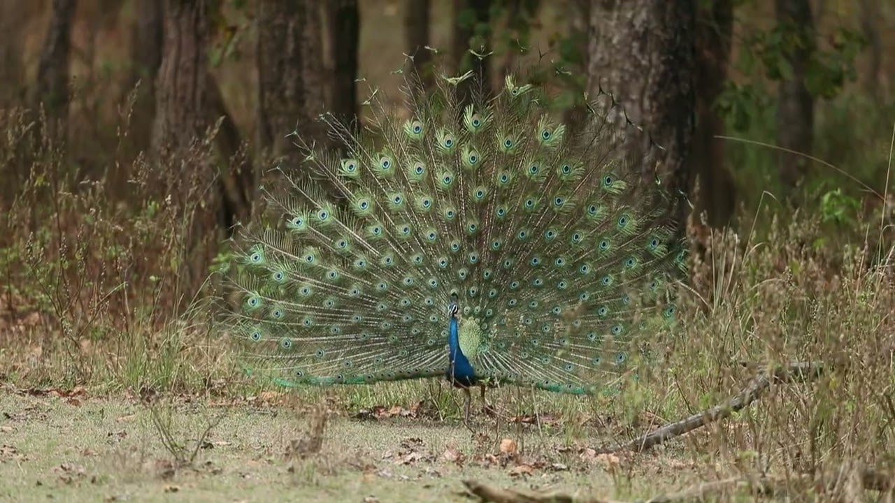 Peafowl displaying train @ Kanha National Park, India - April 6th 2023