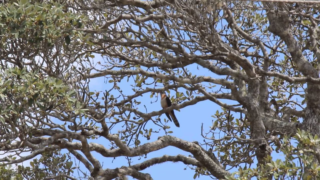 Red chested Cuckoo
