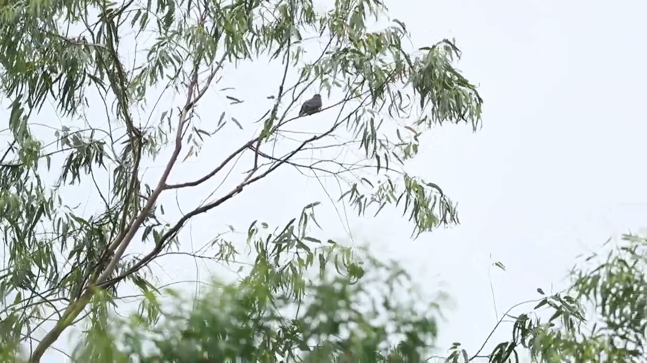 Common Hawk-Cuckoo