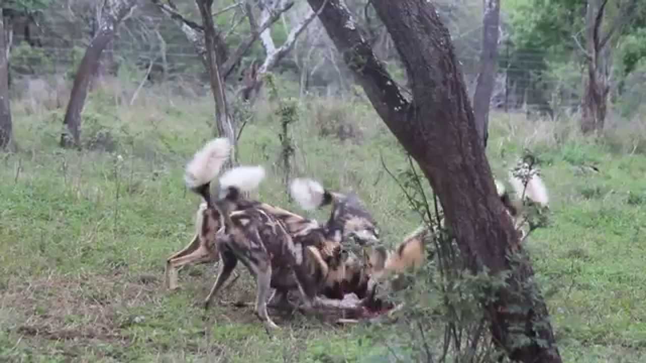 African Wild Dogs feeding on a dead impala