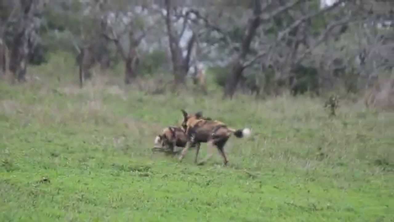 A pair of wild dogs playing