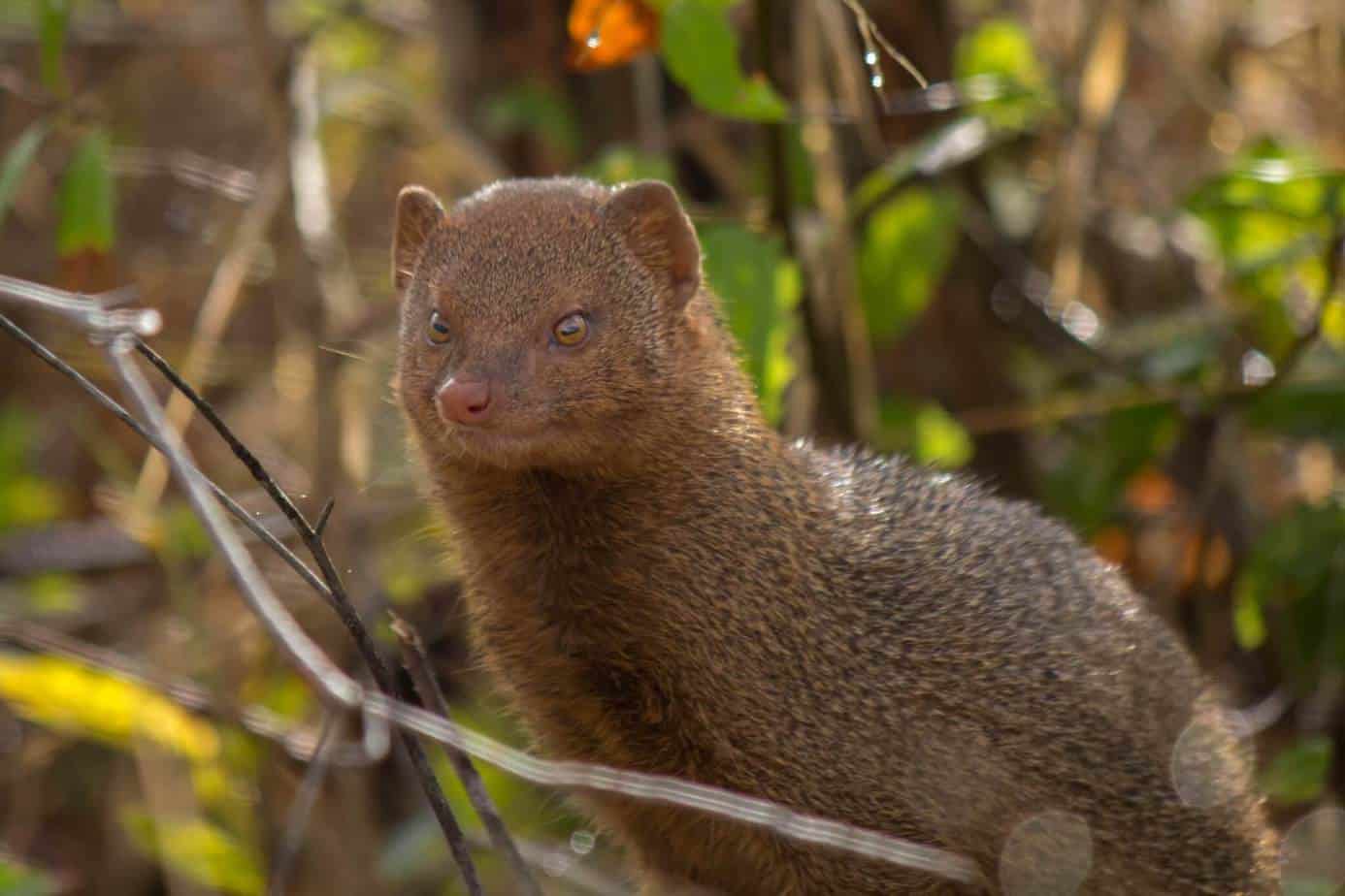 Slender Mongoose @ Tembe Elephant Park. Photo: Håvard Rosenlund ...