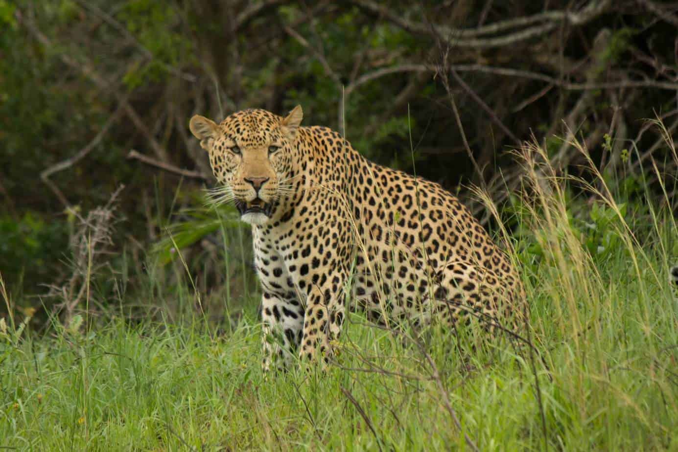 Leopard @ Eastern Shores - iSimangaliso Wetland Park. Photo: Håvard ...