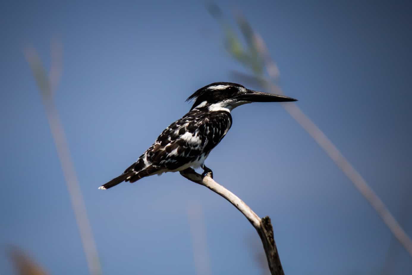 Pied Kingfisher @ Kosi Bay, South Africa. Photo: Håvard Rosenlund