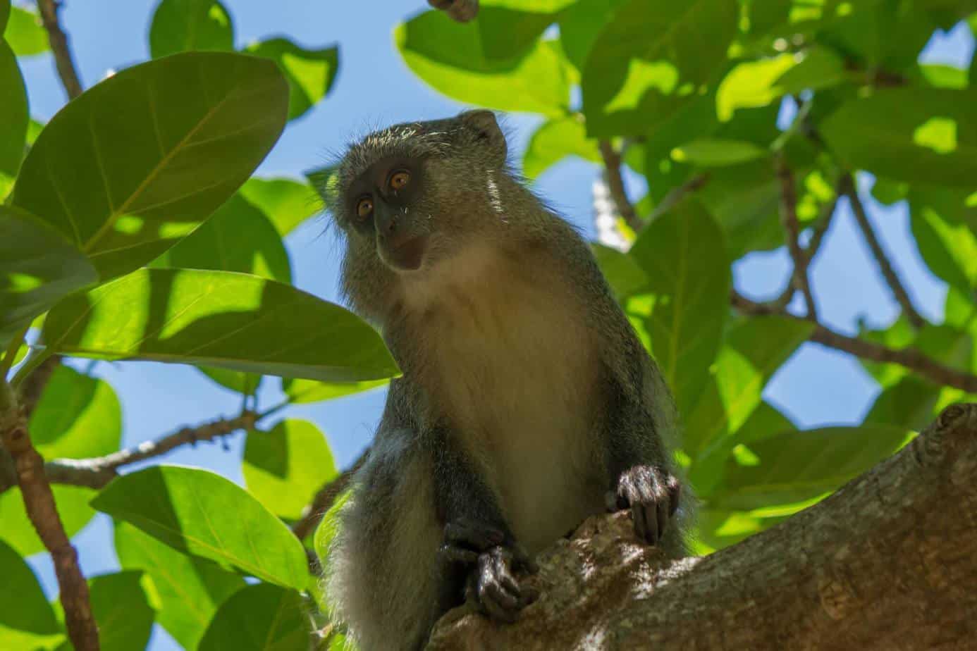 Samango Monkey @ Cape Vidal - iSimangaliso Wetland Park. Photo: Håvard Rosenlund