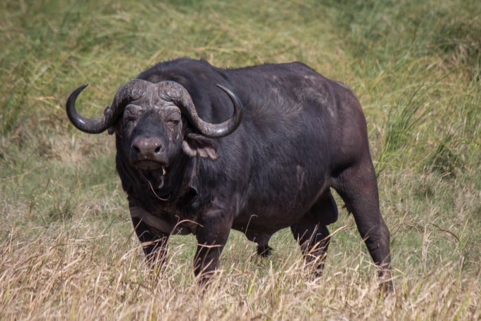 Cape Buffalo @ Tembe Elephant Park. Photo: Håvard Rosenlund - Wildlife ...