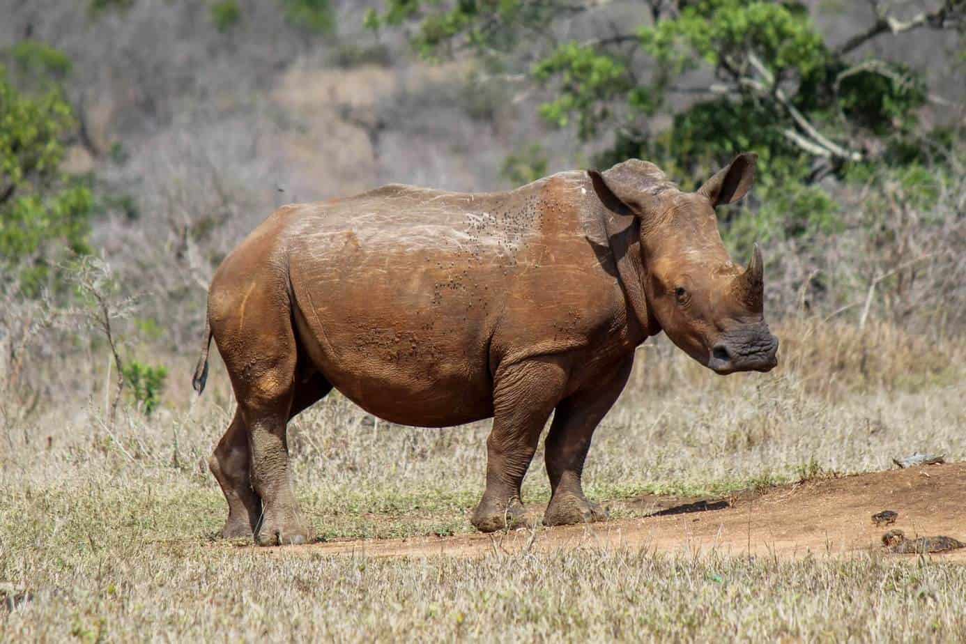 White Rhinoceros @ Hluhluwe-iMfolozi Park. Photo: Håvard Rosenlund