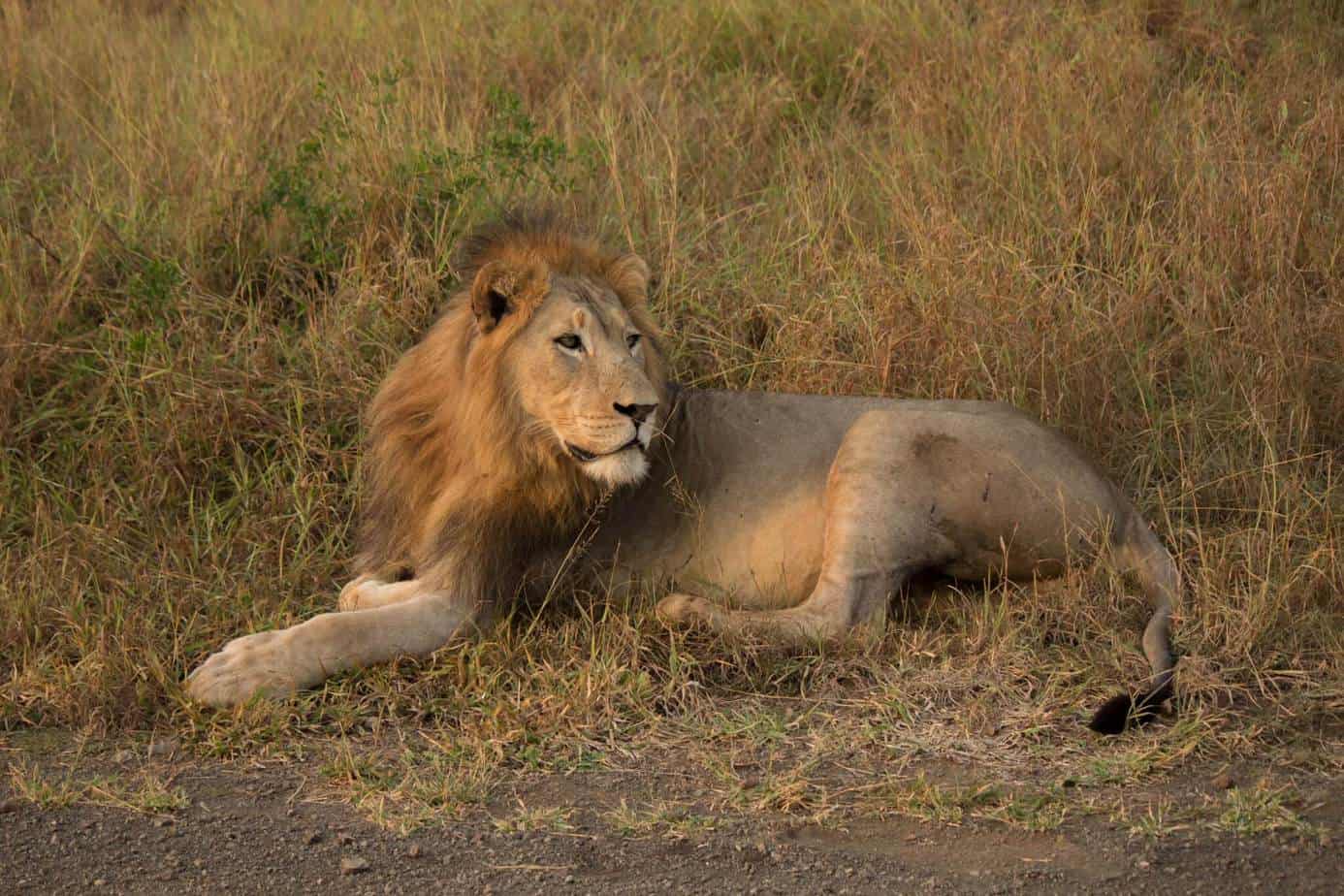 African Lion @ Thanda Private Game Reserve. Photo: Håvard Rosenlund