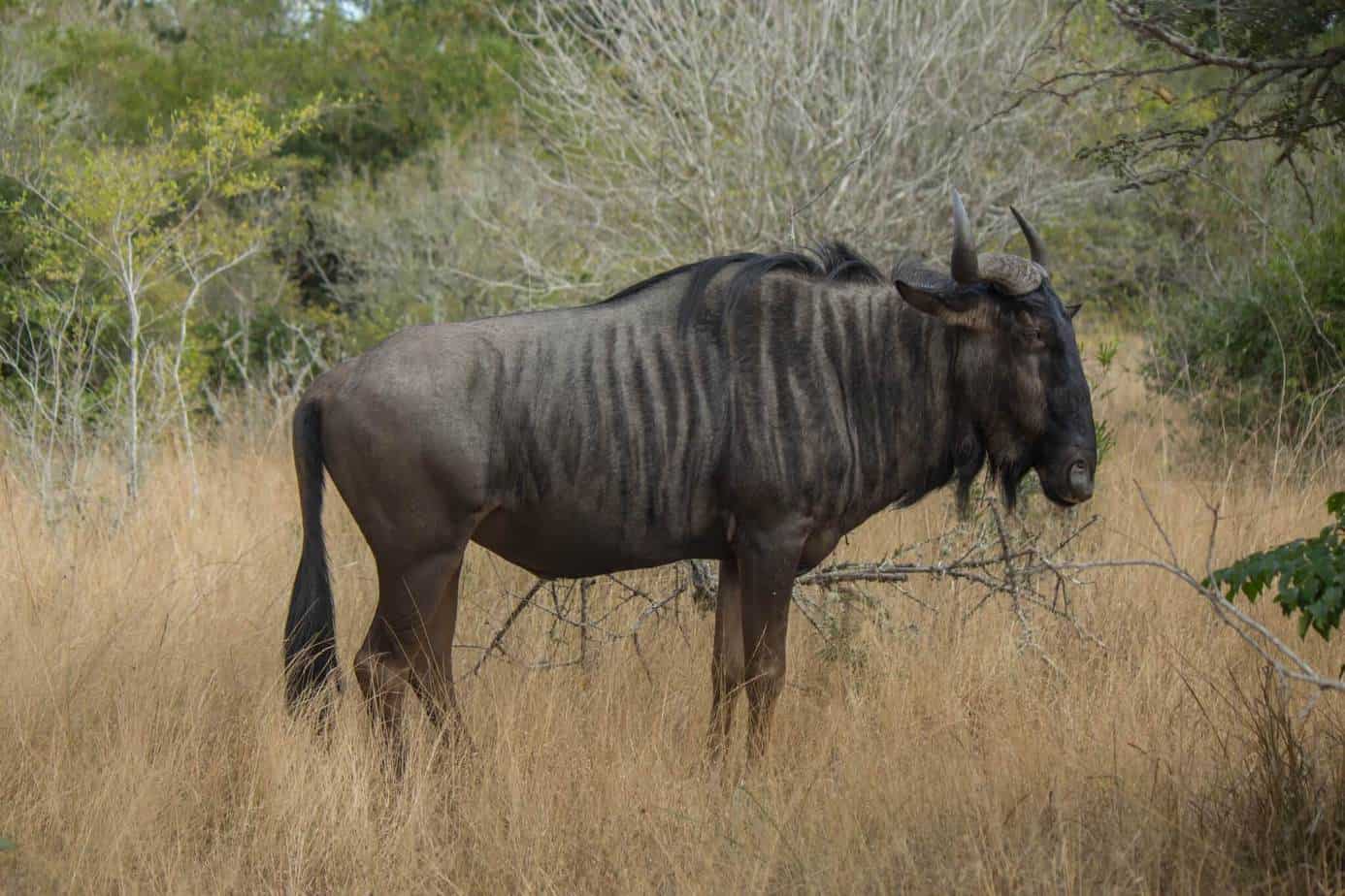 Blue Wildebeest @ Tembe Elephant Park. Photo: Håvard Rosenlund