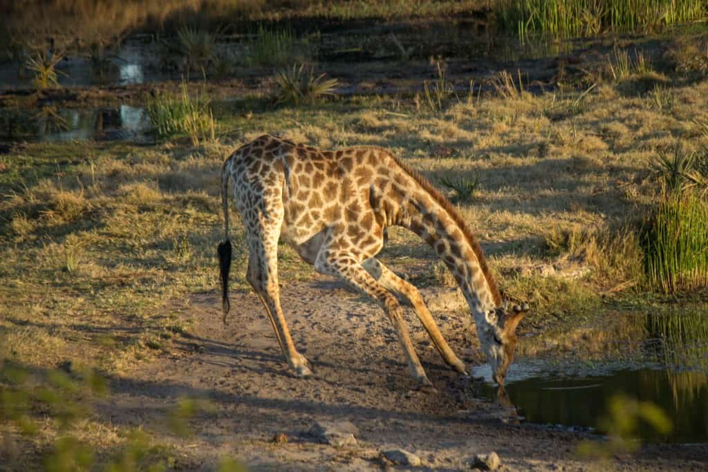 South African Giraffe @ Tembe Elephant Park. Photo: Håvard Rosenlund