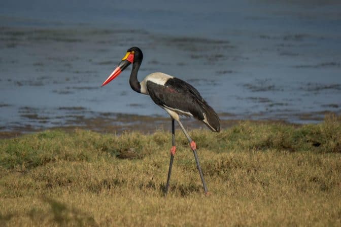 Sadelnebbstork @ Ndumo Game Reserve. Foto: Håvard Rosenlund