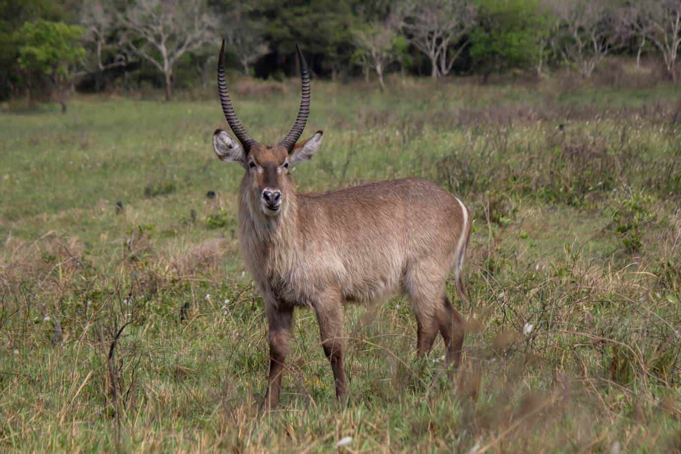 Waterbuck @ Eastern Shores - iSimangaliso Wetland Park. Photo: Håvard Rosenlund