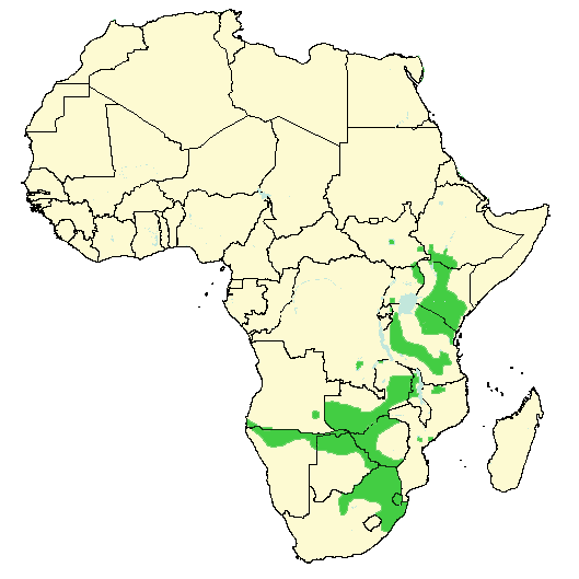 Plains Zebra Location At George Tarenorerer Blog