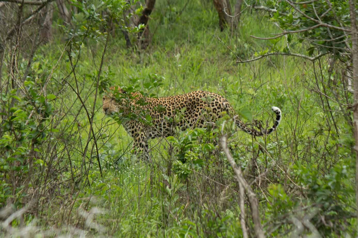 Afrikansk Leopard @ Eastern Shores – iSimangaliso Wetland Park. Foto: Håvard Rosenlund