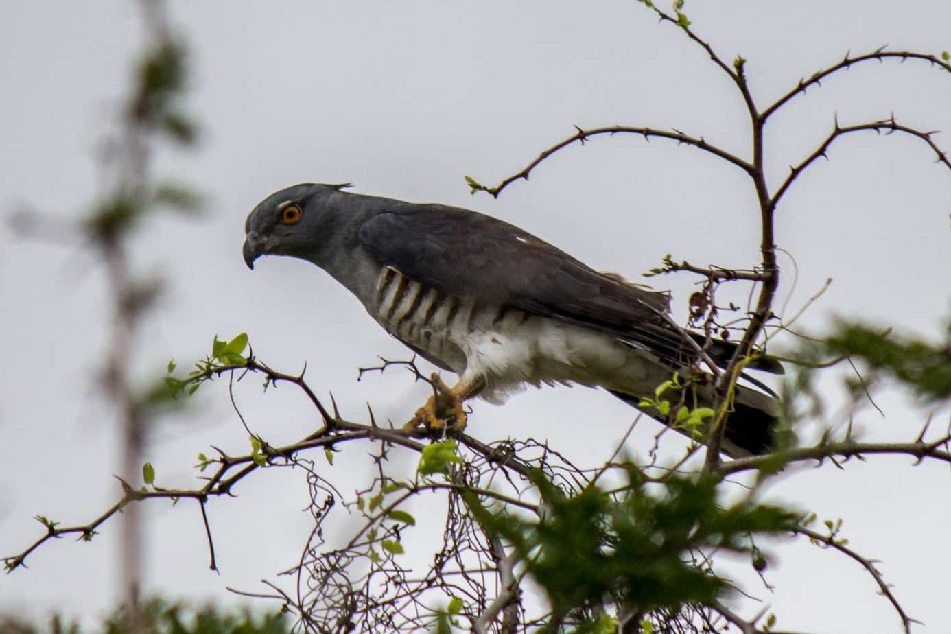 African Cuckoo-Hawk @ Tembe Elephant Park. Photo: Håvard Rosenlund