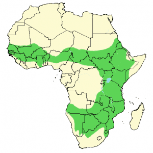 White-Backed Vulture - Gyps africanus - Distribution Map - Wildlife ...