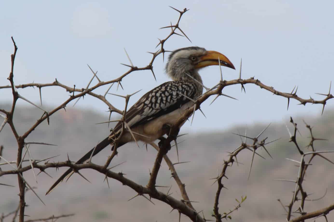 Southern Yellow-billed Hornbill @ Hluhluwe-iMfolozi Park. Photo: Håvard Rosenlund