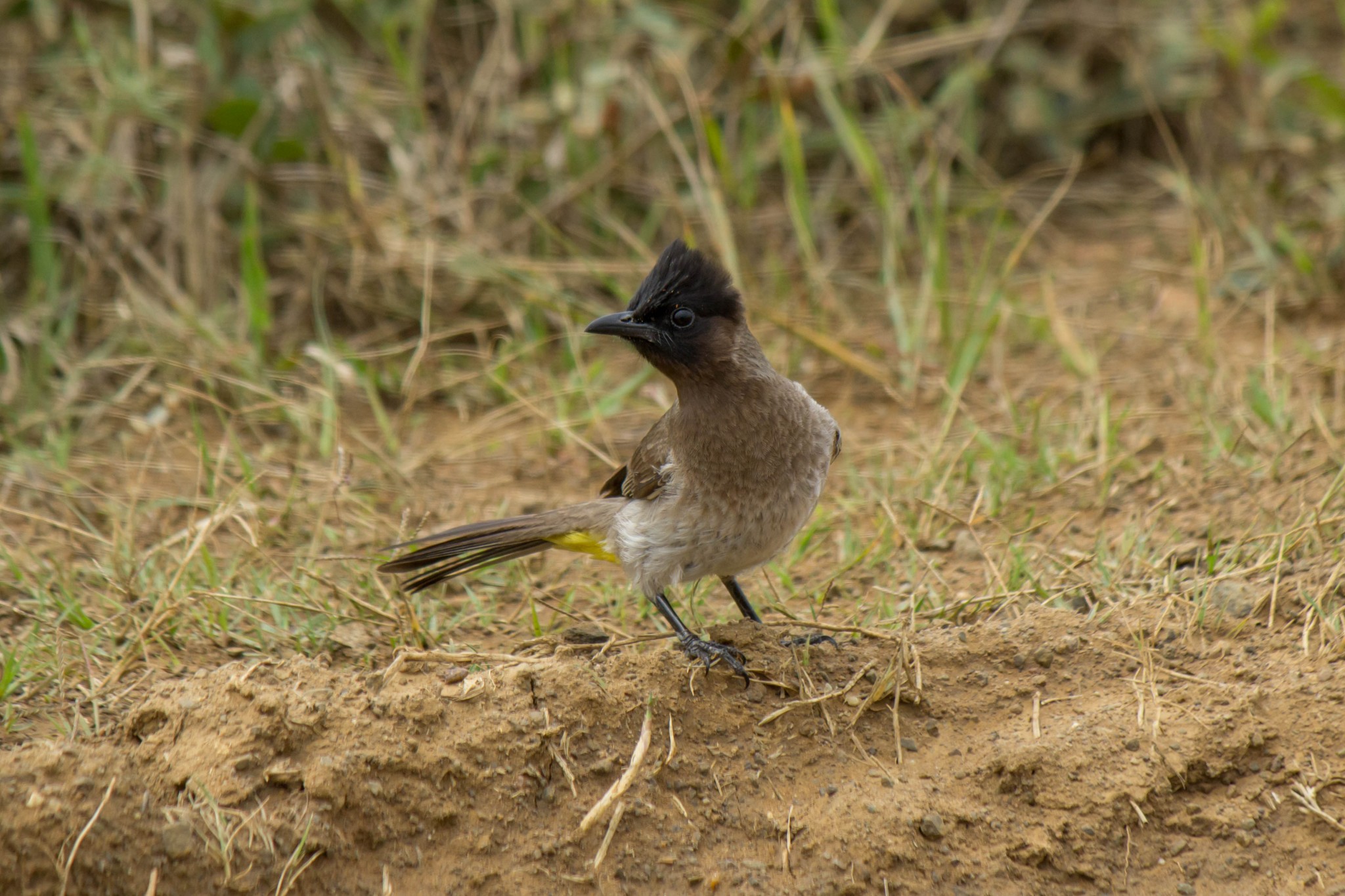 Common Bulbul Wildlife Vagabond