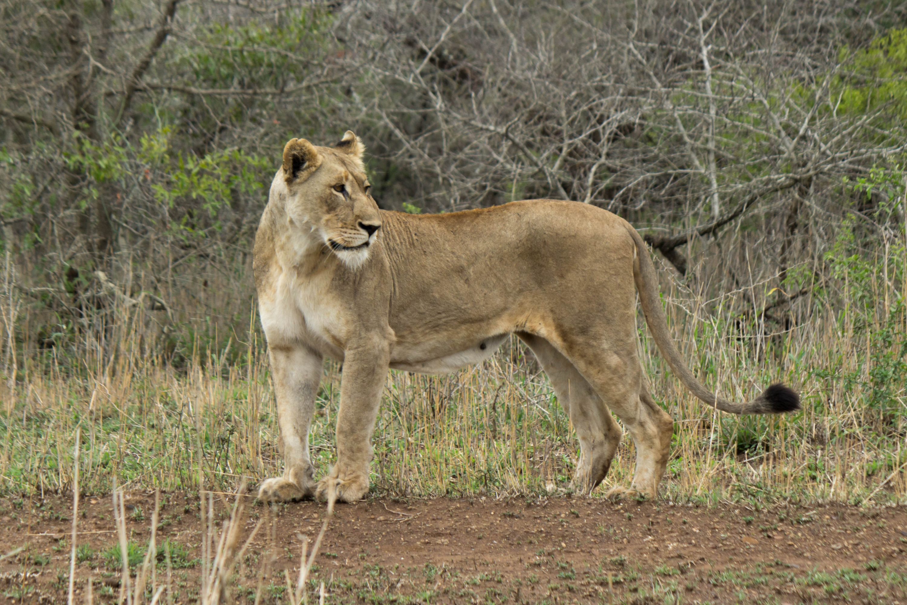 Lion (Panthera leo) @ Munyawana Game Reserve, South Africa. Photo: Håvard Rosenlund
