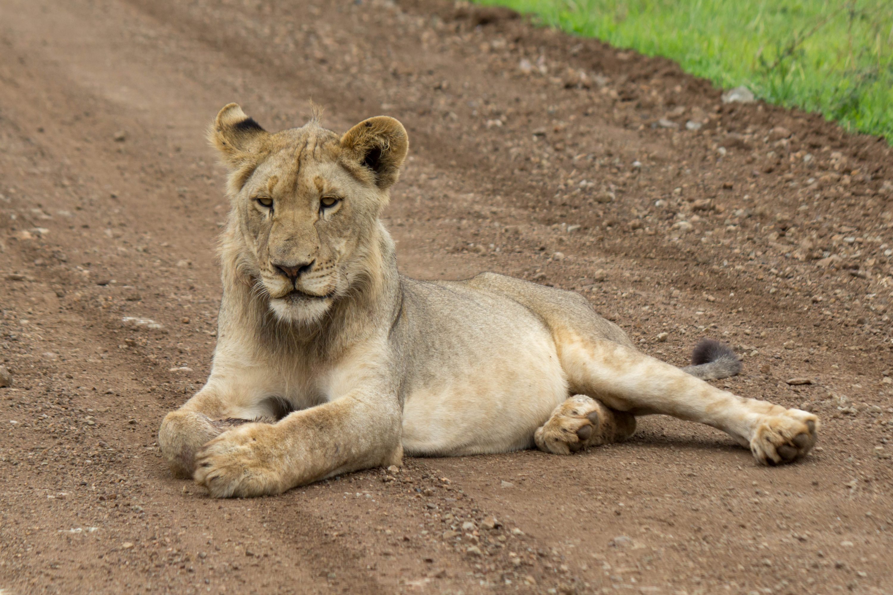 Lion (Panthera leo) @ Munyawana Game Reserve, South Africa. Photo: Håvard Rosenlund