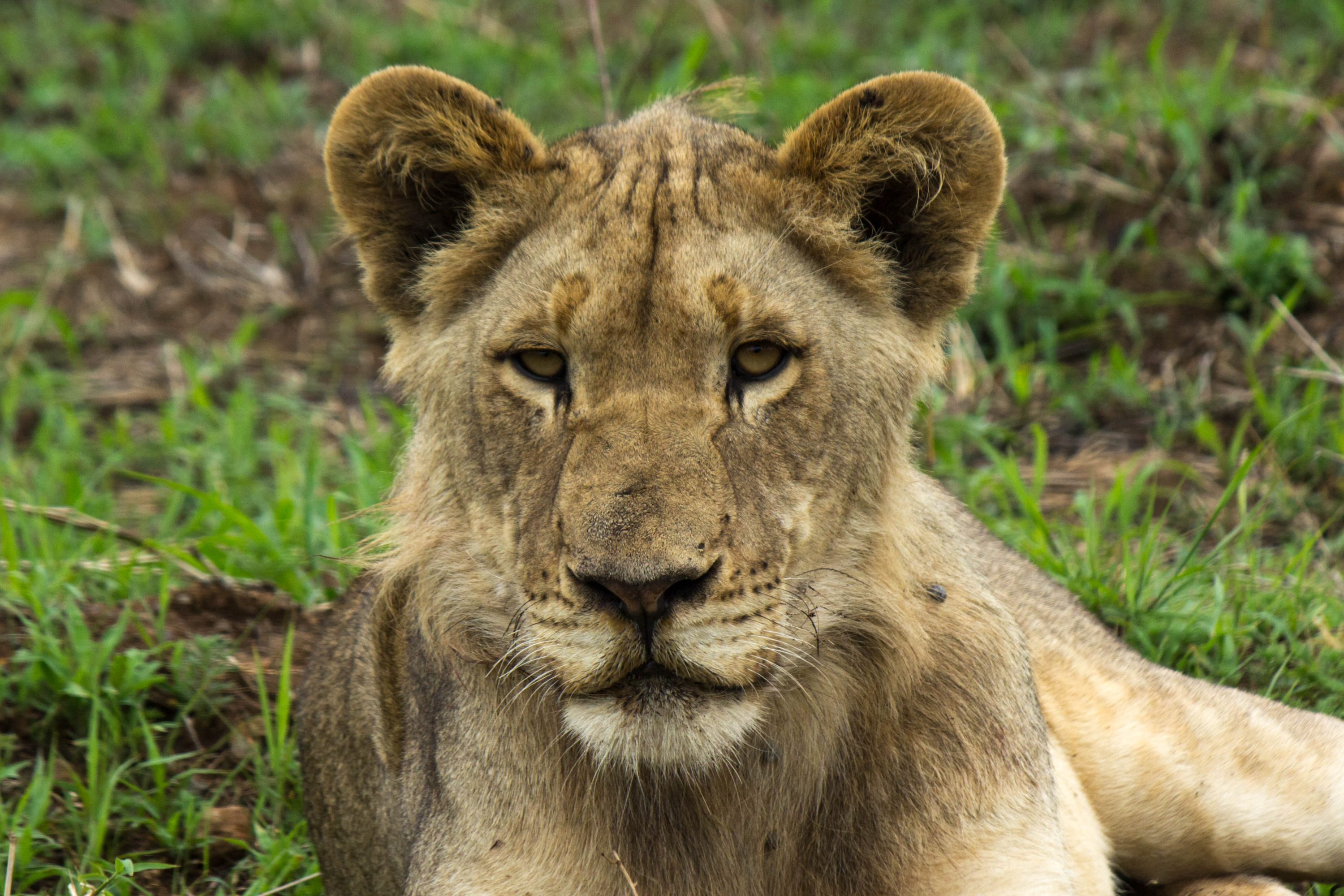 Lion (Panthera leo) @ Munyawana Game Reserve, South Africa. Photo: Håvard Rosenlund