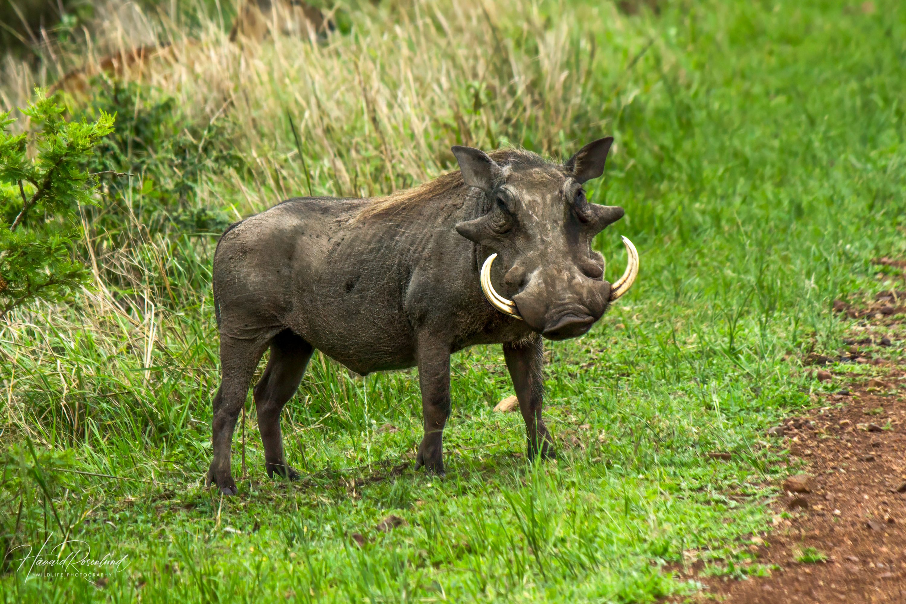 Common Warthog (Phacochoerus africanus) @ Munyawana Game Reserve, South Africa. Photo: Håvard Rosenlund
