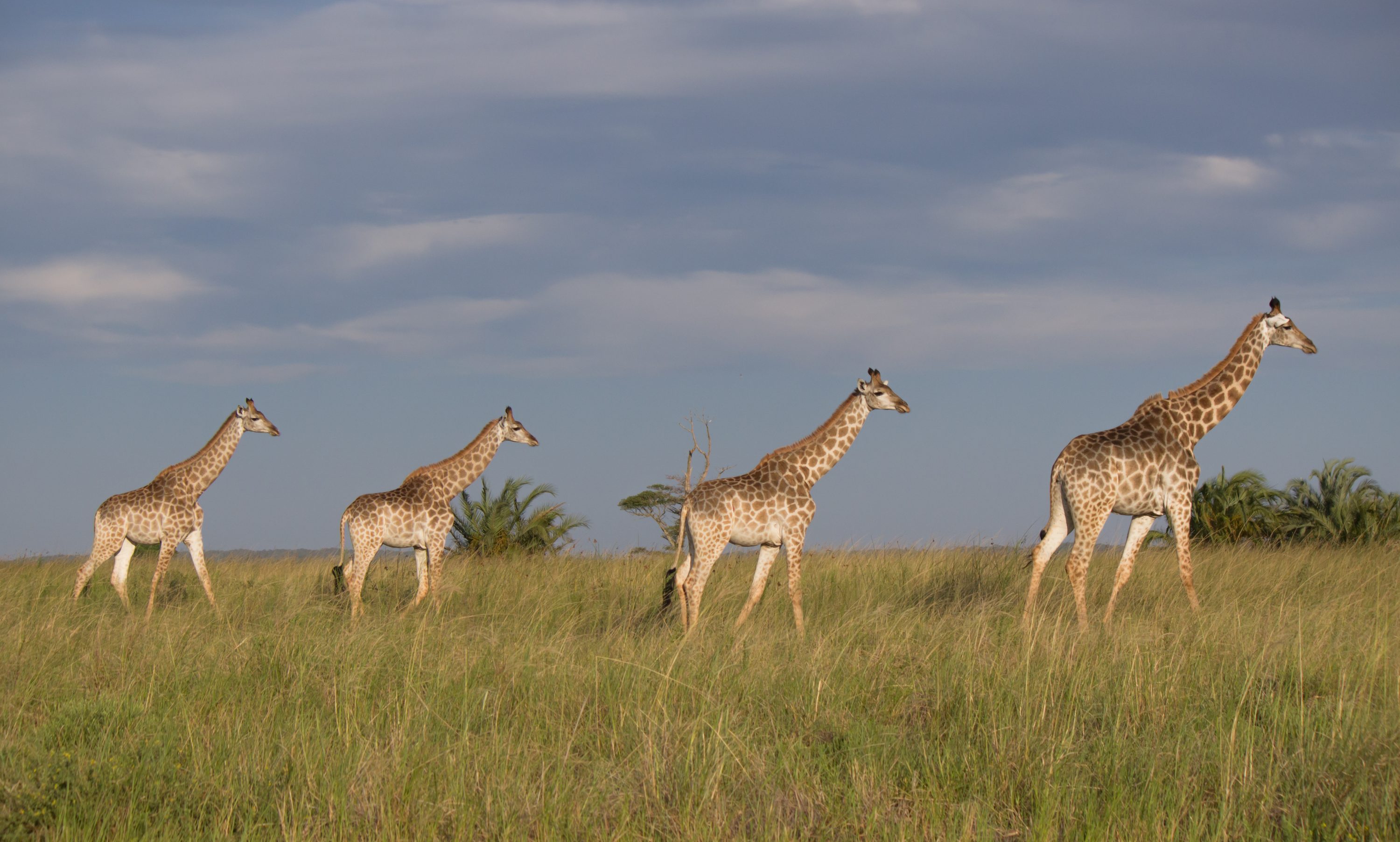 Southern Giraffe (Giraffa giraffa) @ Western Shores - iSimangaliso Wetland Park, South Africa. Photo: Håvard Rosenlund