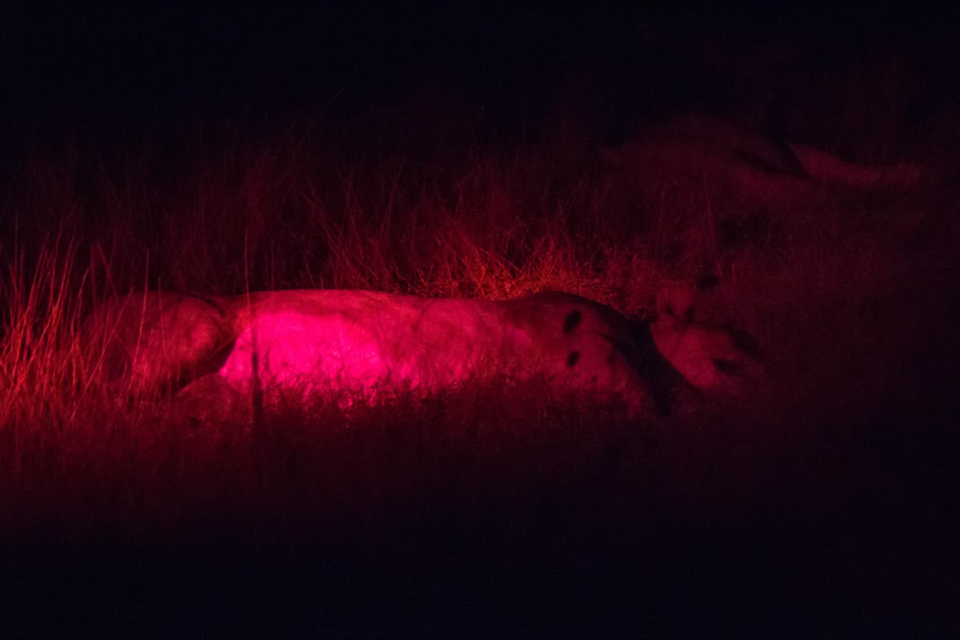 Lion at call-up @ Tembe Elephant Park. Photo: Håvard Rosenlund