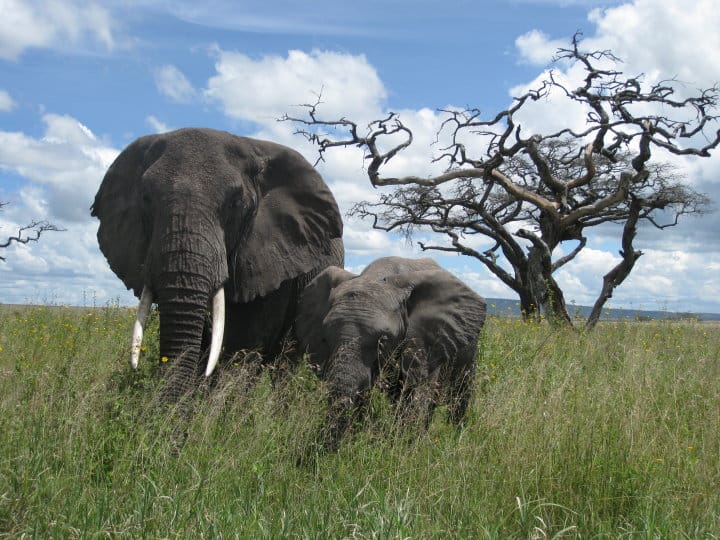 Afrikansk Savanneelefant @ Serengeti National Park, Tanzania. Foto: Håvard Rosenlund