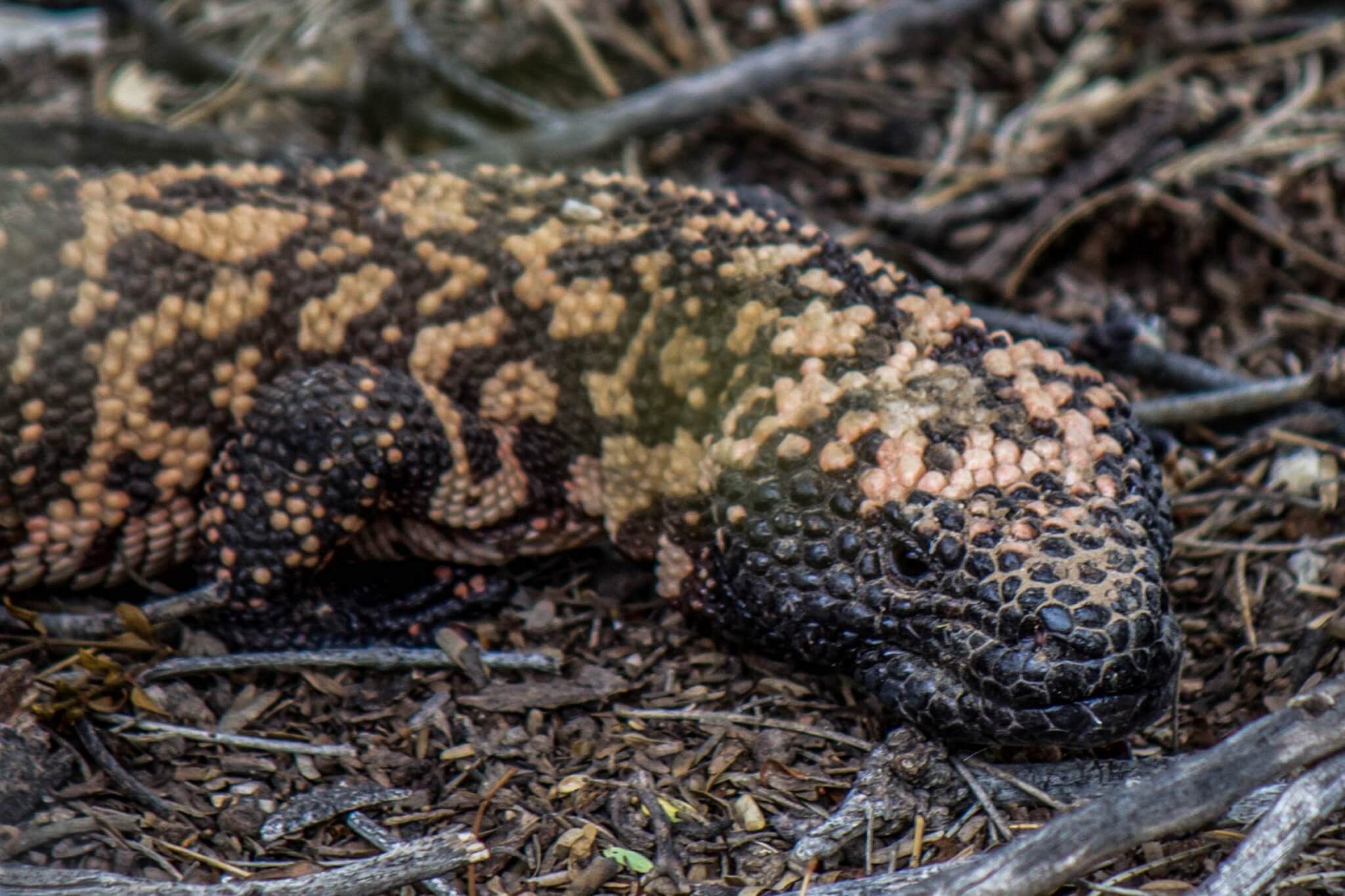 discover-the-life-of-dangerous-gila-monsters-animal-encyclopedia