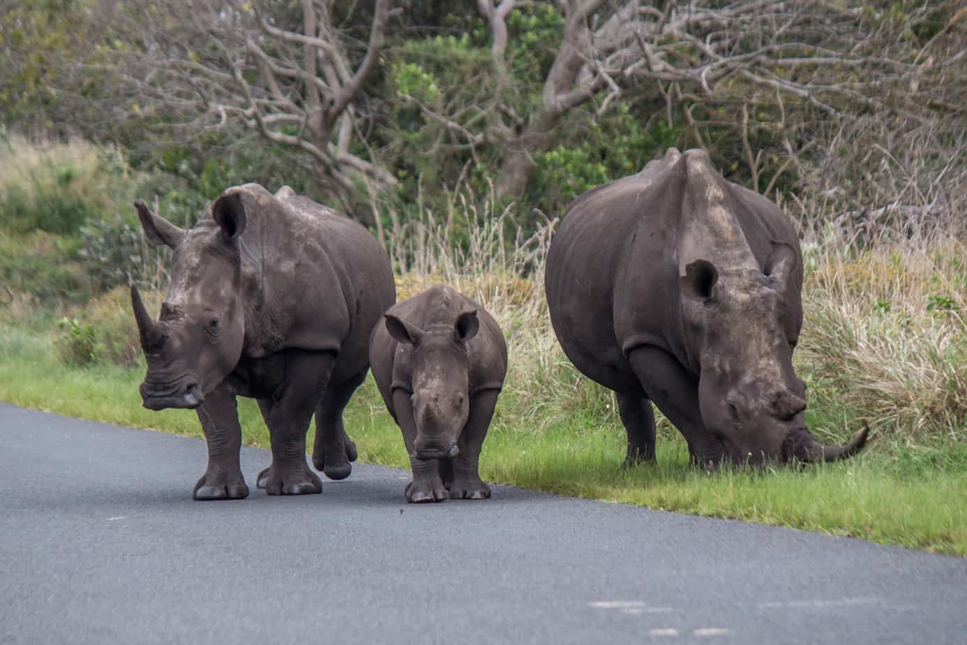 Stumpneshorn @ Eastern Shores - iSimangaliso Wetland Park. Foto: Håvard Rosenlund