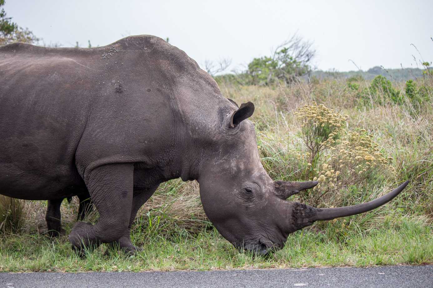 Stumpneshorn @ Eastern Shores - iSimangaliso Wetland Park. Foto: Håvard Rosenlund