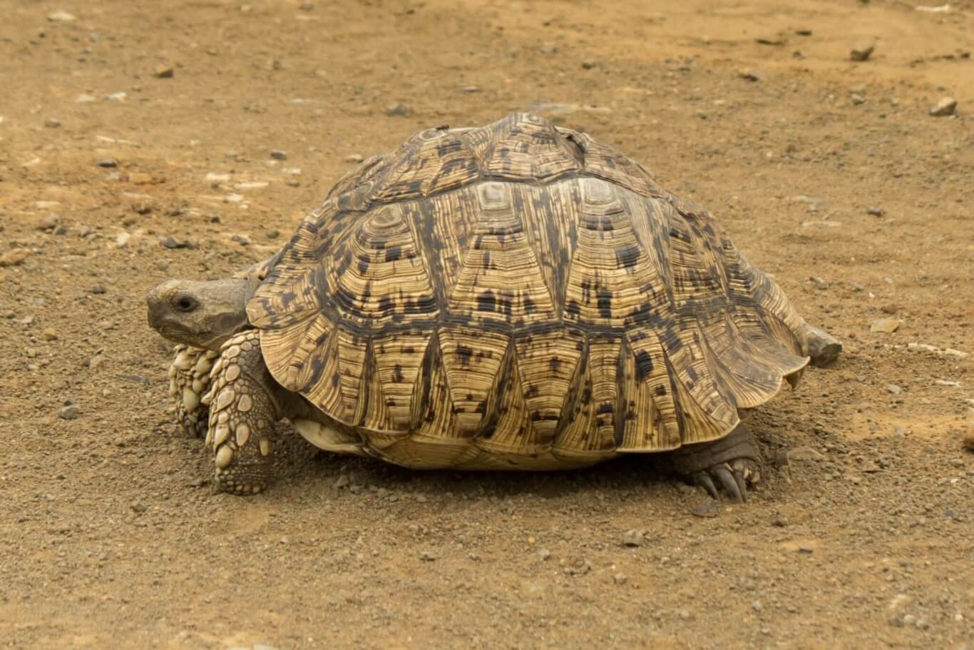 Leopard Tortoise @ Munyawana Game Reserve, South Africa. Photo: Håvard ...