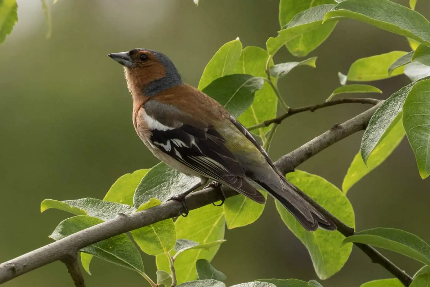 Common Chaffinch @ Nittedal, Norway. Photo: Håvard Rosenlund