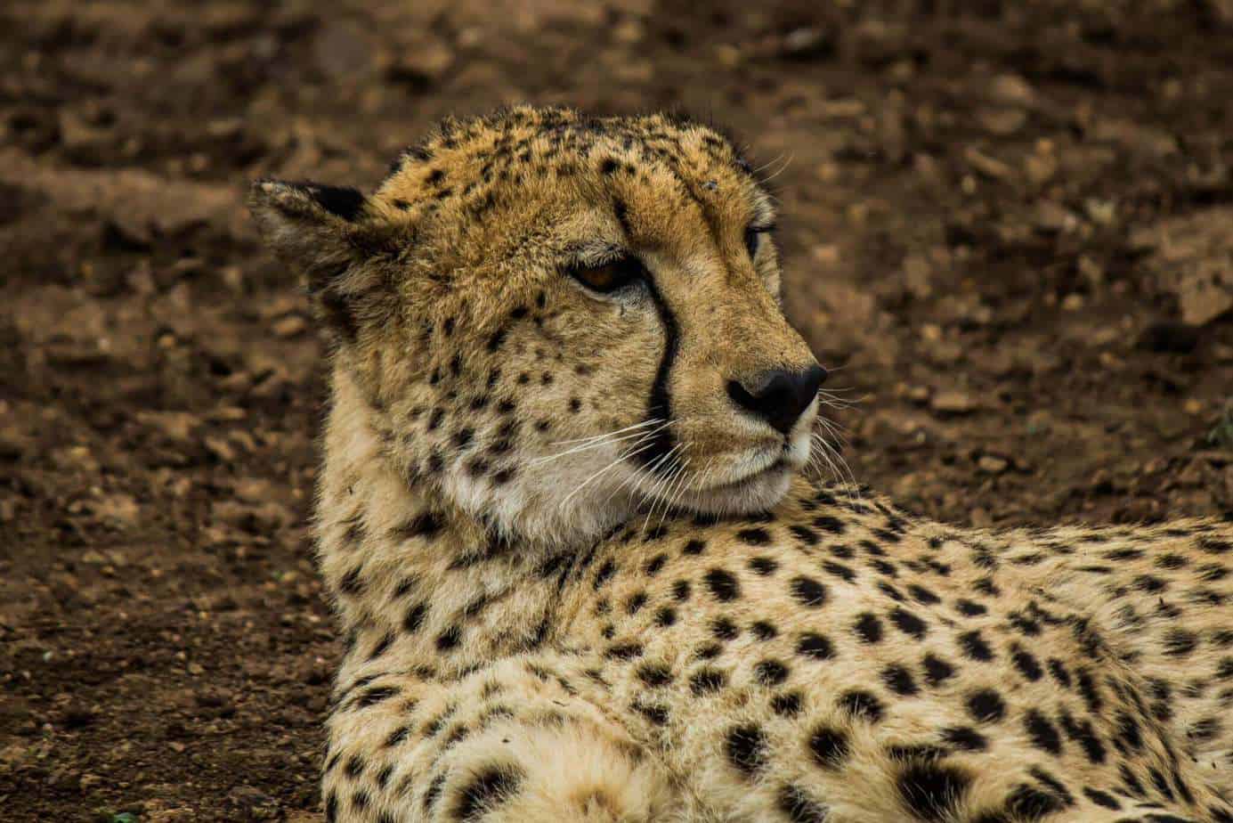 Cheetah @ Thanda Private Game Reserve