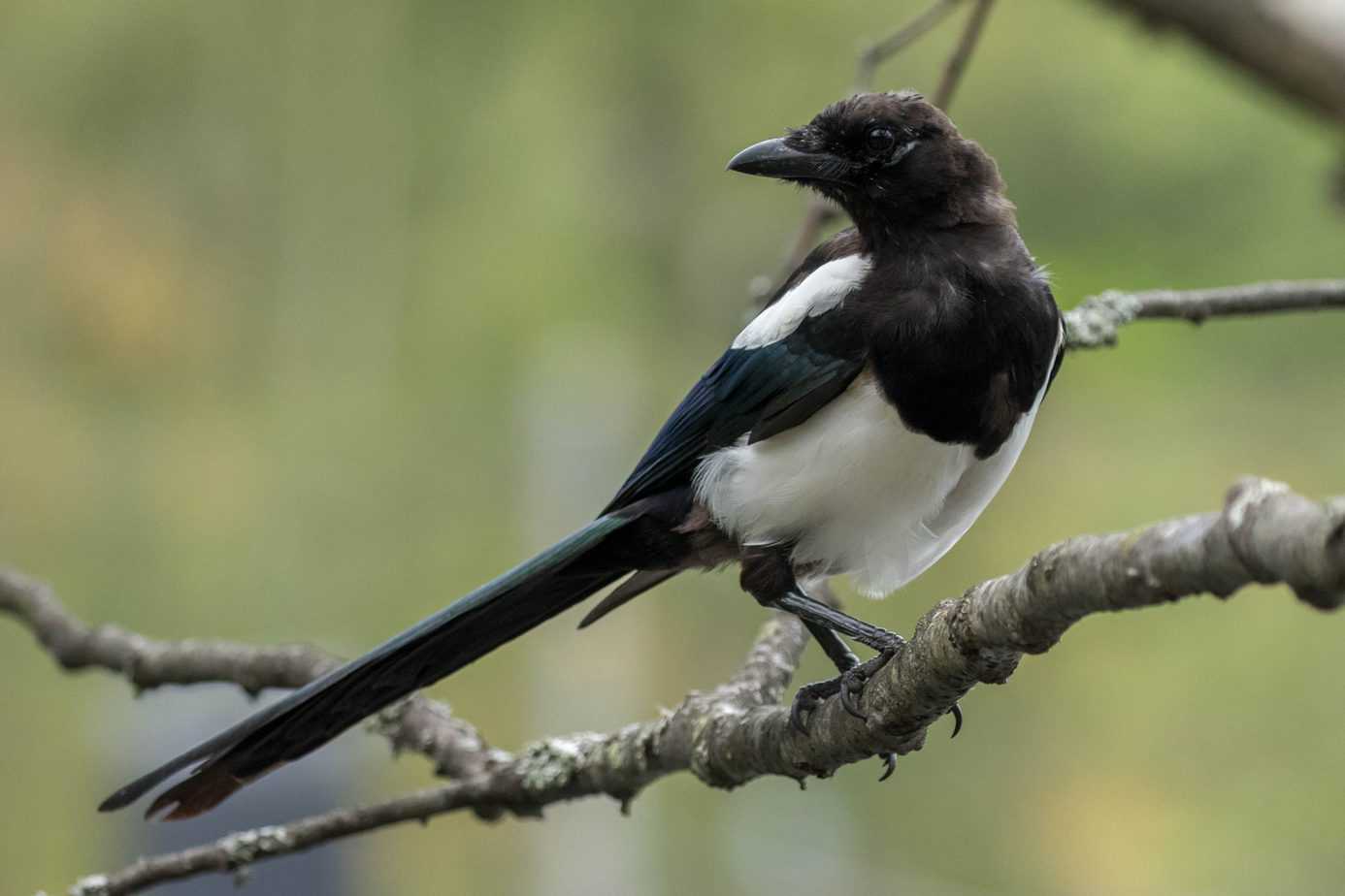 Eurasian Magpie @ Nittedal, Norway. Photo: Håvard Rosenlund