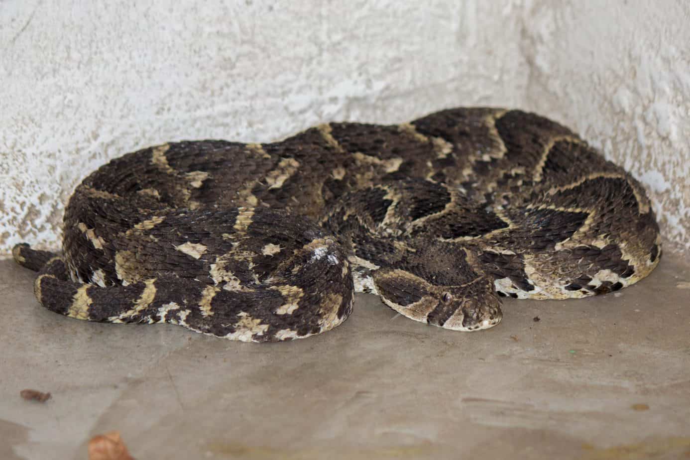 Puff Adder @ Tembe Elephant Park, South Africa. Photo: Håvard Rosenlund