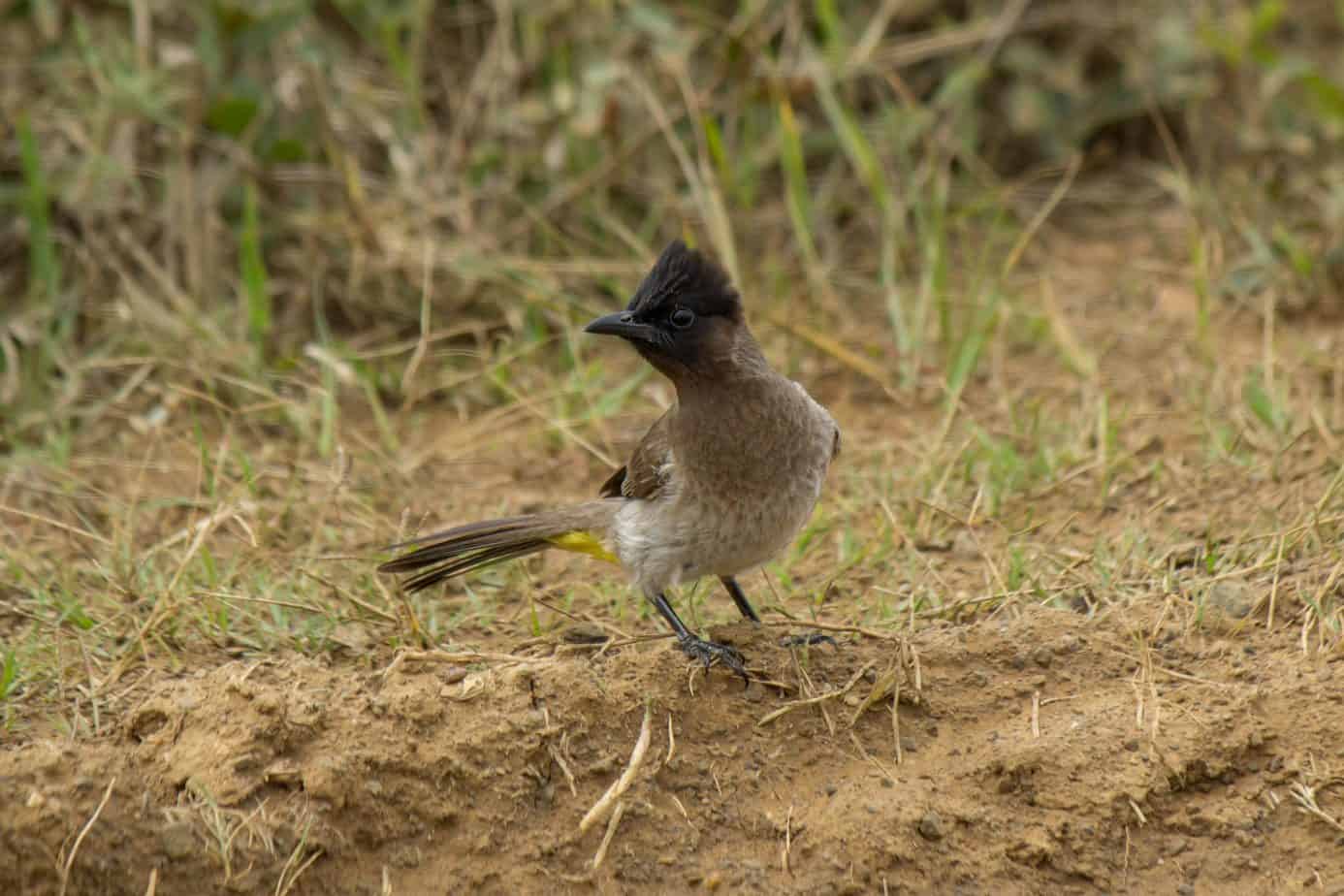 Dark-capped Bulbul @ Hluhluwe-iMfolozi Park. Photo: Håvard Rosenlund