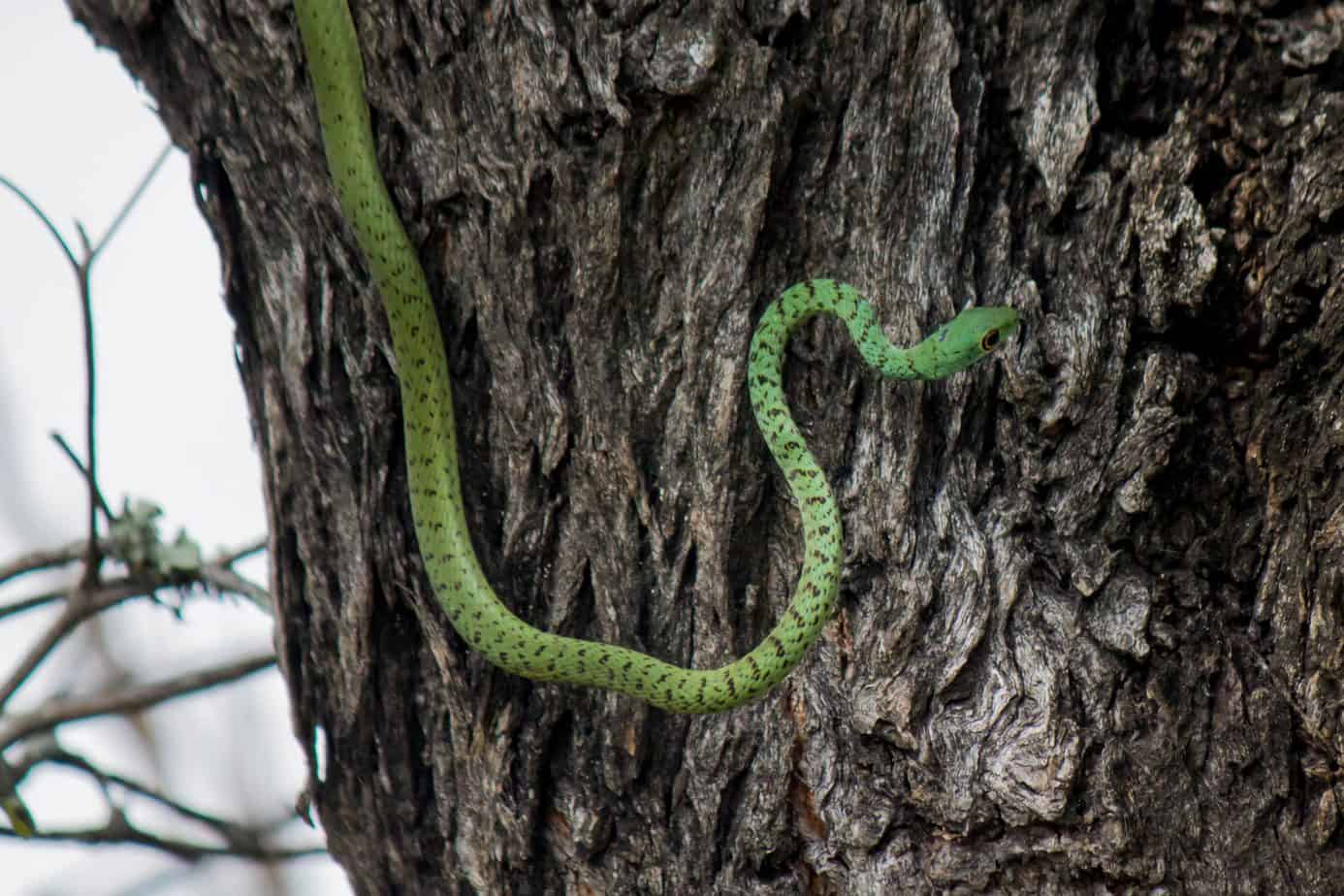 Spotted Bush Snake @ Tembe Elephant Park, South Africa. Photo: Håvard Rosenlund