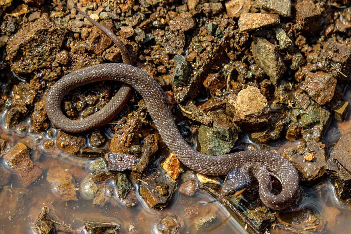 Red-lipped Snake @ Thanda Private Game Reserve, South Africa. Photo: Håvard Rosenlund