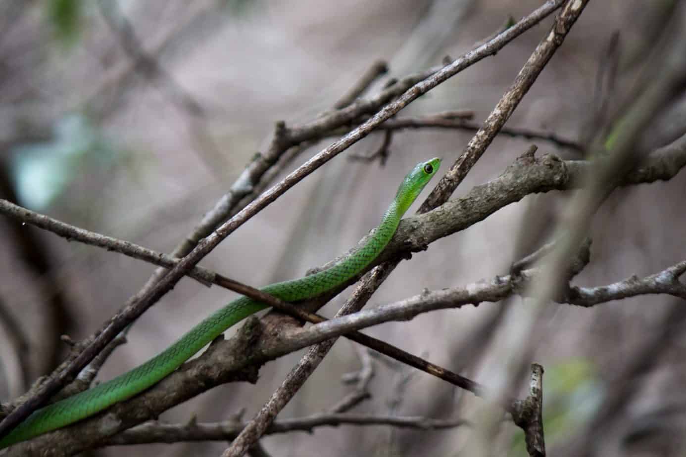 Natal Green Snake @ Tembe Elephant Park, South Africa. Photo: Håvard Rosenlund