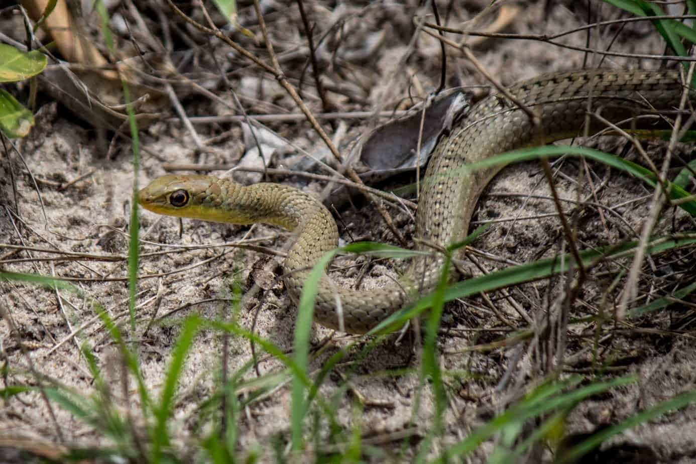 Short-snouted Grass Snake @ Tembe Elephant Park, South Africa. Photo: Håvard Rosenlund