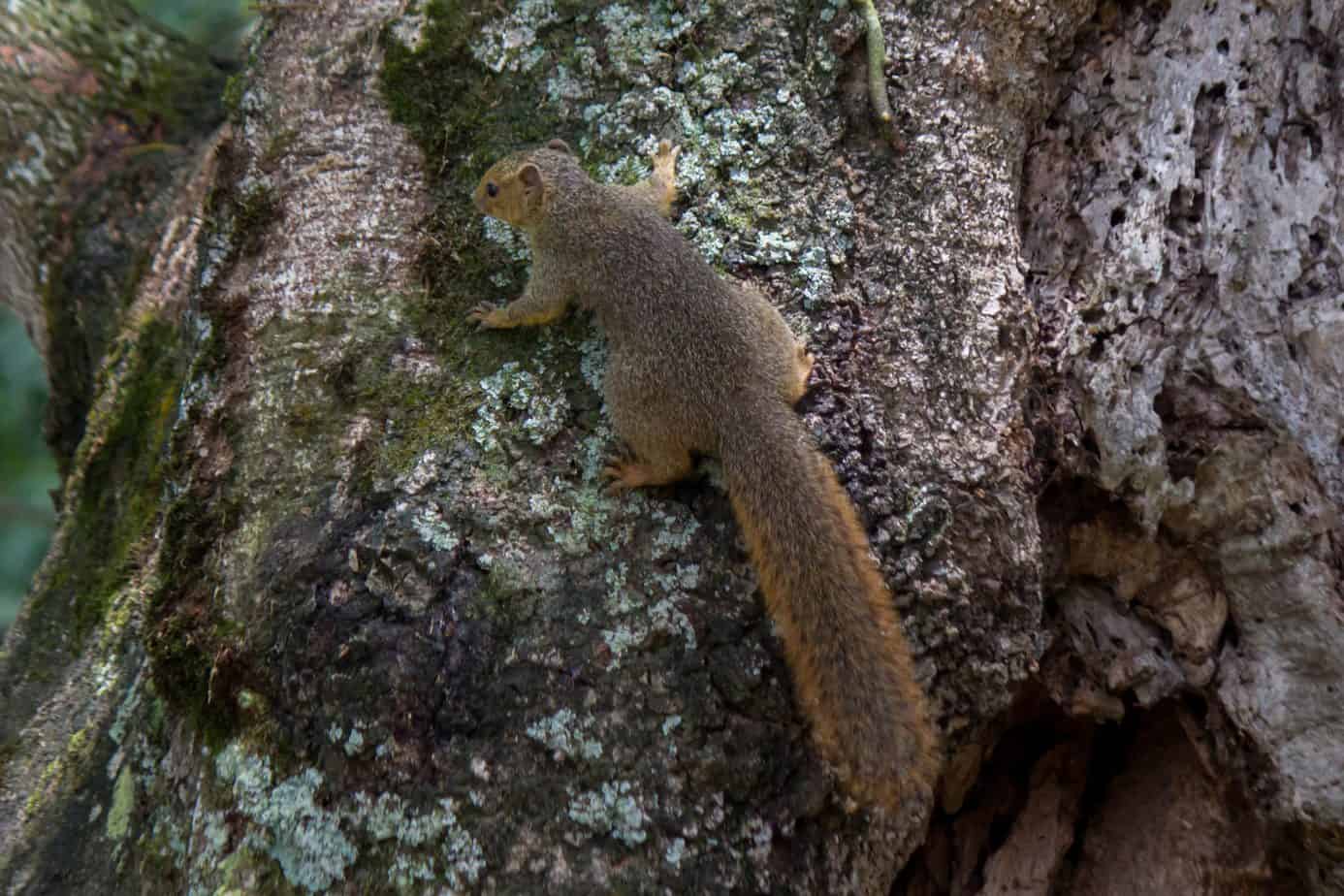 Red Bush Squirrel @ St Lucia Estuary, South Africa. Photo: Håvard Rosenlund