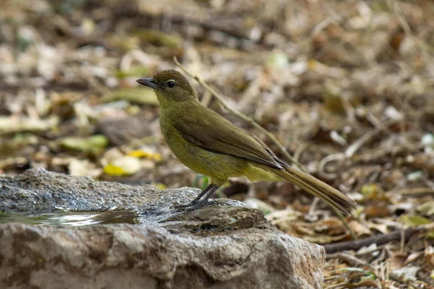 Yellow-bellied Greenbul @ Tembe Elephant Park. Photo: Håvard Rosenlund