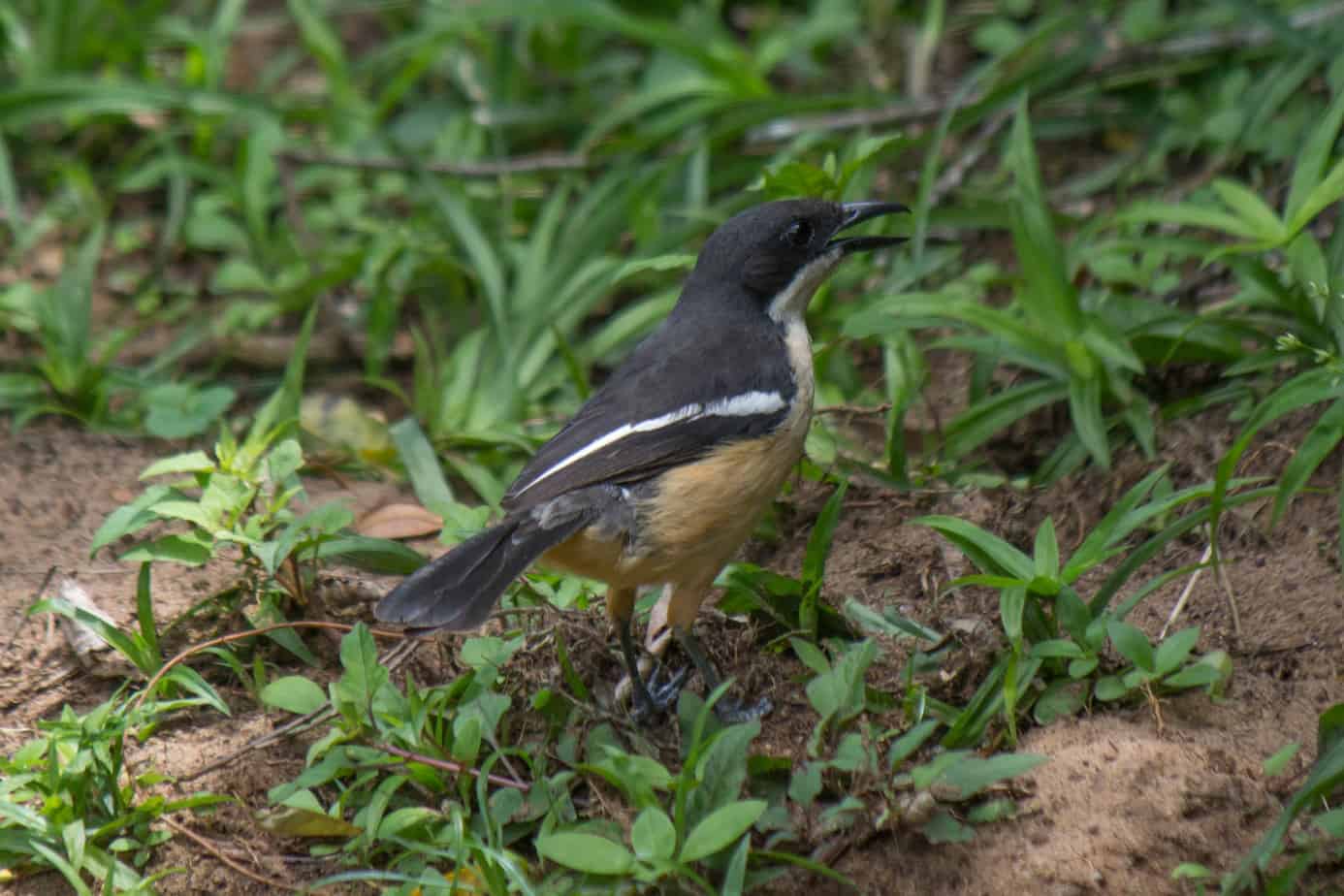 Southern Boubou @ St Lucia Estuary. Photo: Håvard Rosenlund