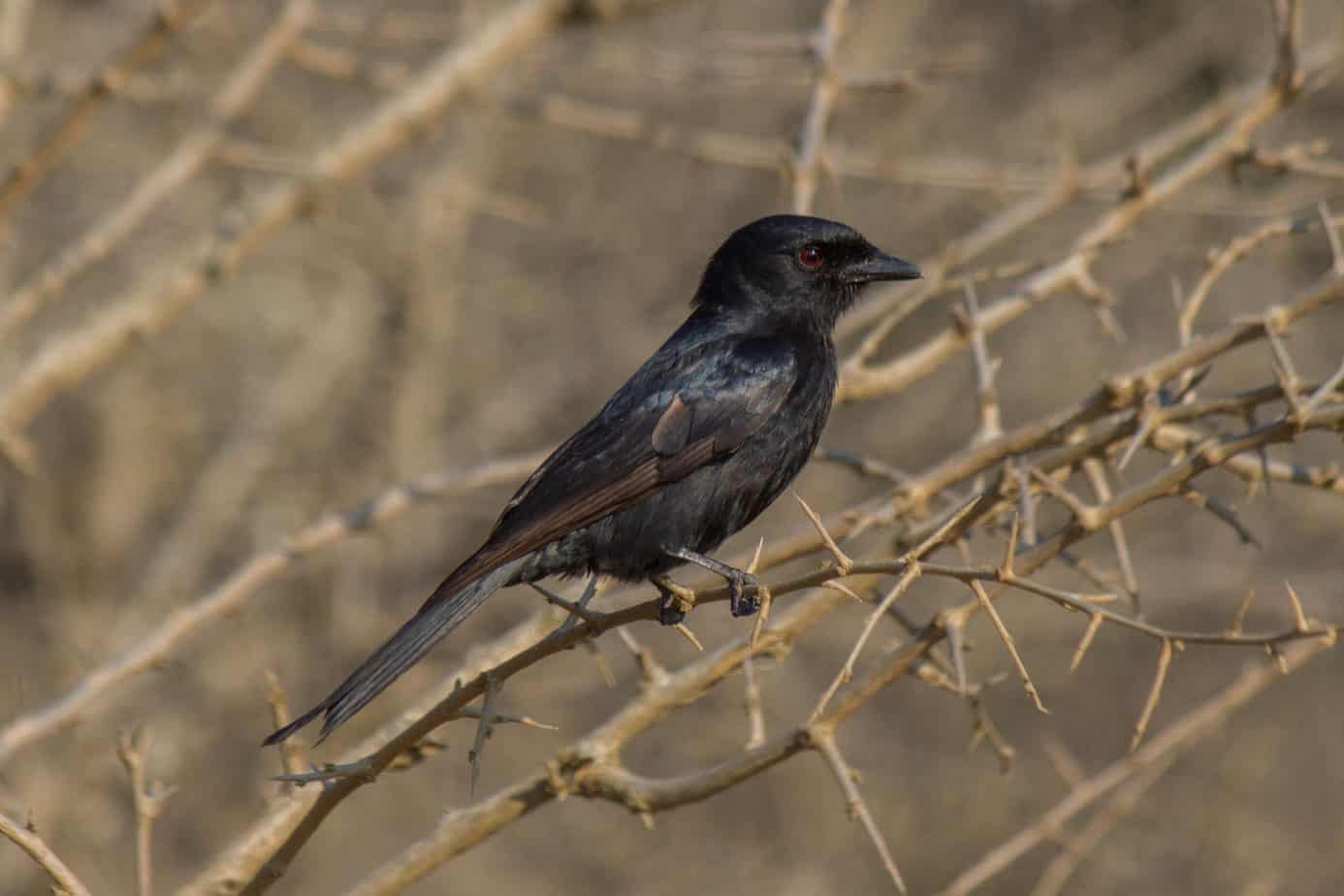 Fork-tailed Drongo @ Hluhluwe-iMfolozi Park. Photo: Håvard Rosenlund